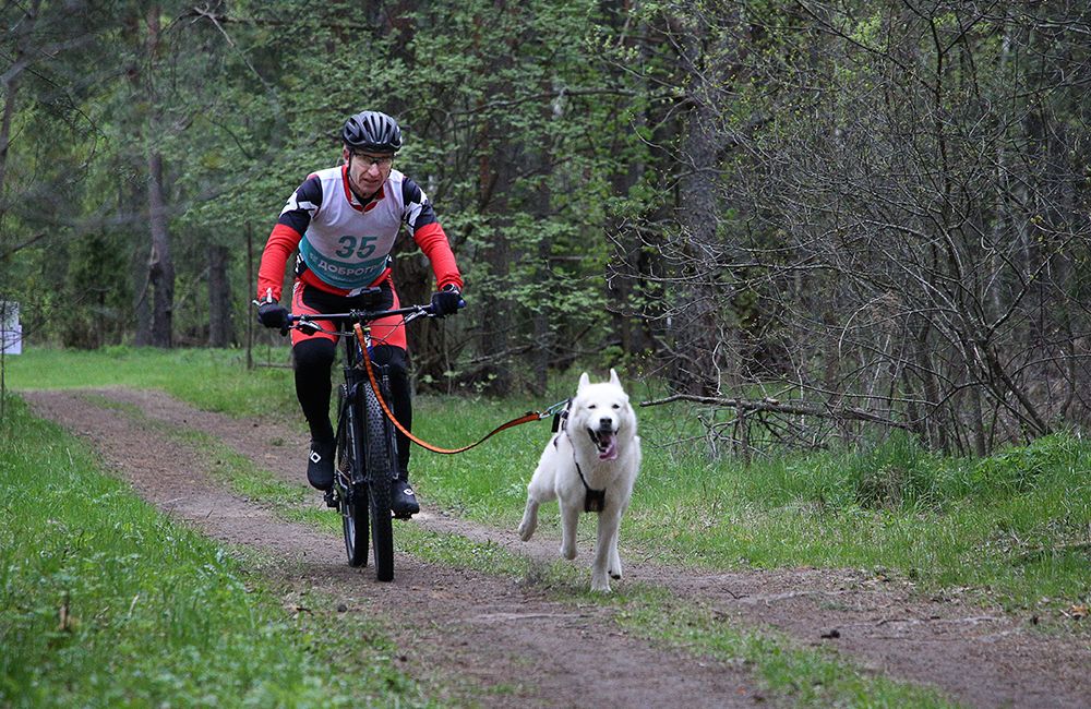 Гонка “Семь верст… Crazy Dog” в Доброграде