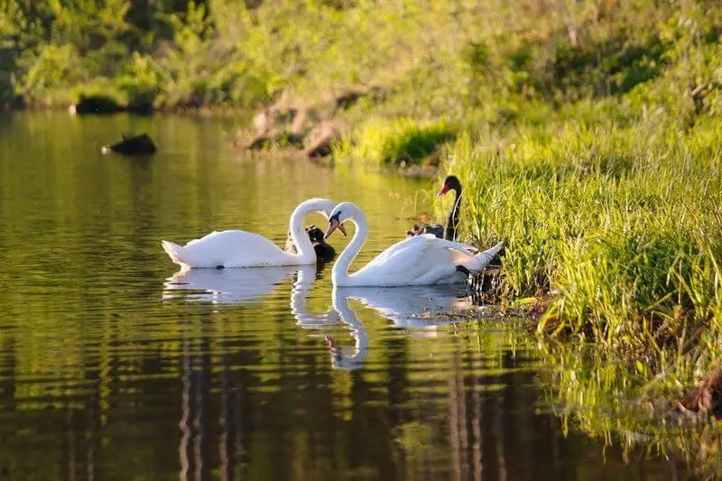 Весна в Доброграде
